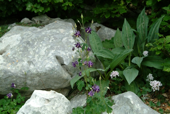 Aquilegia vulgaris / Aquilegia comune